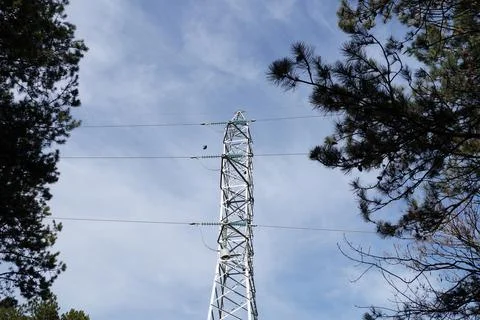 Power transmission tower between pine trees against a clear blue sky, view .. Foto stock