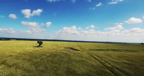 Power: Tree struggling in the wind, standing strong Stock Footage 65024949