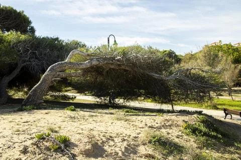 The power of the wind on a tree. Stock Photos