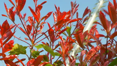 Powered hedge trimmer cutting the overgrown top of a pink marble bush / shrub Video stock 172299692