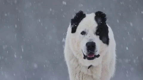 Powerful Alabai running in fresh snow, graceful and energetic in winter slow Stock Footage 295328405