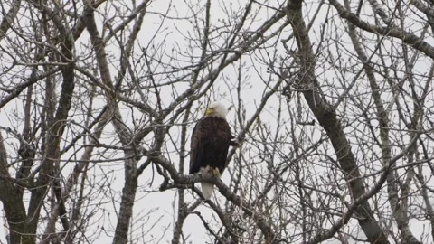 Powerful American bald eagle predator perched in tree branch watching for prey Stock Footage 332627488