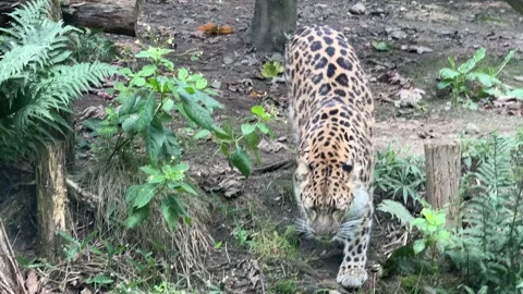 Powerful and determined leopard goes hunting. 4k video. Stock Footage 207813294