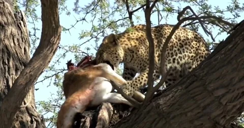 The Powerful and Elusive Leopard with its Fresh Kill in its Natural Habitat Stock Footage 314991097
