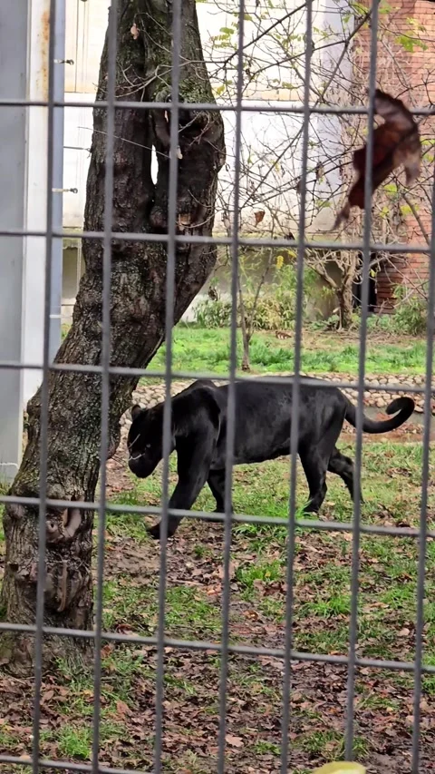 A powerful black panther paces behind a metal fence in a zoo enclosure Stock Footage 329065727
