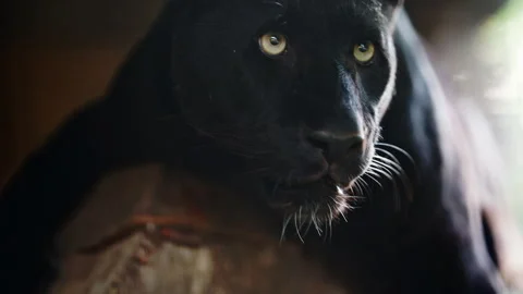 Powerful black panther portrait with intense gaze and dark background, cinematic Stock Footage 335486380