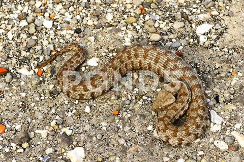 Powerful blunt nosed viper, full length reptile ( Macrovipera lebetina schwei Stock Photos