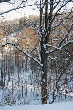 Powerful branches of a tree with a bird feeder covered with a layer of snow a Stock Photos