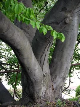 Powerful branches of a tree growing from the trunk at the very ground in diff Stock Photos