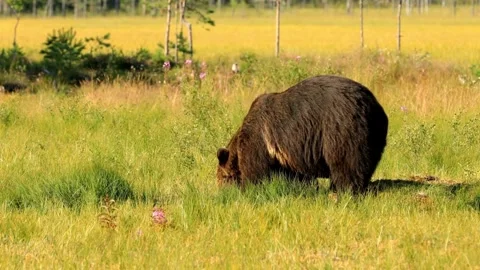 Powerful Brown Bear Walking Through Green Meadow Stock Footage 322210676