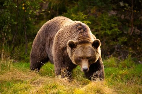 Powerful brown bear walking through grassy forest clearing in Scandinavian Stock Photos