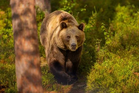 Powerful brown bear walking through lush Scandinavian forest in natural habitat Photos