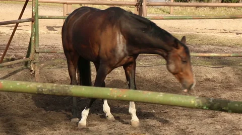 Powerful brown horse in motion Stock Footage 48894150