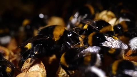 Powerful Bumblebee Queen in Nest – 4K Cinematic Footage (Bombus terrestris) Stock-Footage 320671714