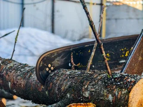 Powerful chainsaw blade cutting through a tree trunk, generating sawdust during Photos