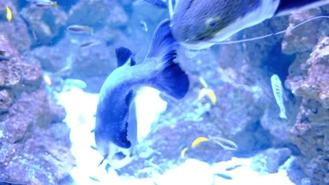 Powerful dark blue fish swims through its vibrant aquarium environment. Stock Footage 329328591