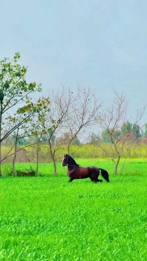 Powerful Dark Brown Horse Galloping in Rural Countryside Landscape. Vídeos de archivo 334039981