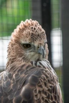 A powerful eagle perched at the zoo, showcasing its sharp features and inte.. Stock Photos