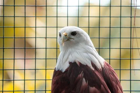 A powerful eagle perched at the zoo, showcasing its sharp features and inte.. Stock Photos