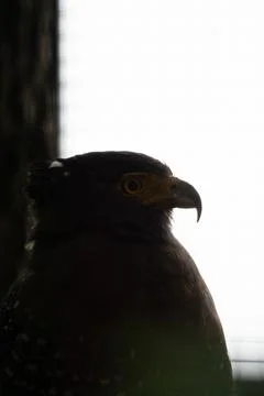 A powerful eagle perched at the zoo, showcasing its sharp features and inte.. Stock Photos