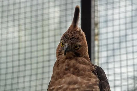 A powerful eagle perched at the zoo, showcasing its sharp features and inte.. Stock Photos