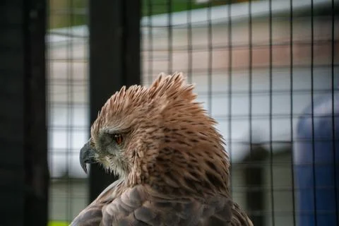 A powerful eagle perched at the zoo, showcasing its sharp features and inte.. Stock Photos