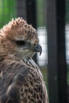 A powerful eagle perched at the zoo, showcasing its sharp features and inte.. Stock Photos