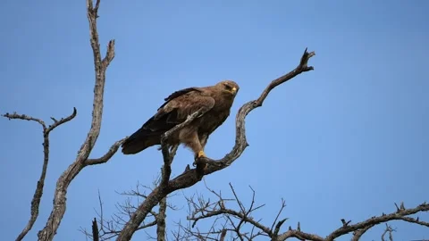 Powerful Eagle Standing on a Dry Branch Under Open Blue Skies Stock Footage 345836458