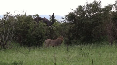 Powerful elephant charging aggressively at threatening lion, defending territory Stock Footage 345759606
