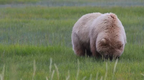 Powerful Female Bear And Fluffy Furry Cub Eat Grass Stock Footage 8652276