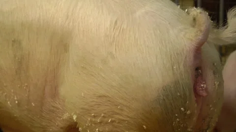 Powerful Flex Coming from a Pig's Anus - You know this hog has got to poop 스톡 동영상 48532851