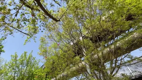 Powerful Gale Winds Wildly Swaying Tree Canopies At Shougang Park Beijing Stock Footage 306569971