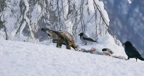 Powerful golden eagle eating on dead fox in the mountains at winter Stock Footage 169088106