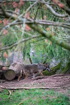 A powerful grey wolf walks purposefully through its naturalistic enclosure, s Stock Photos