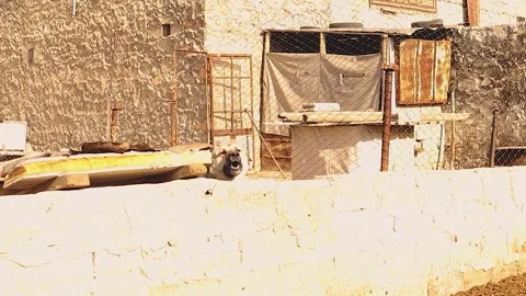 Powerful Guard Dog Barking as Security Warning for Property Protection Stock Footage 324559909