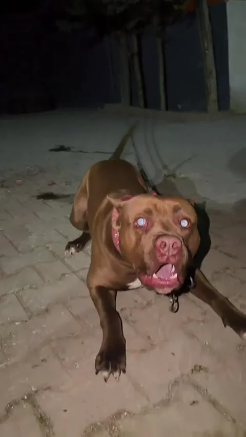 Powerful Guard Dog Lunging and Barking with Spiked Collar Stock Footage 333012980