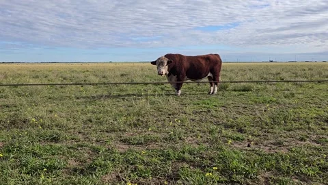 Powerful hereford bull looking at the camera on grassy field, separated by .. Stock Footage 308420660