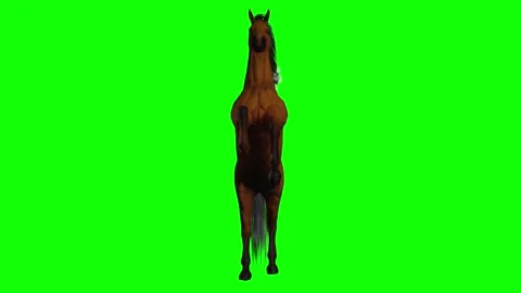 Powerful horse rearing dramatically on green screen chromakey background, Stock Footage 328638457