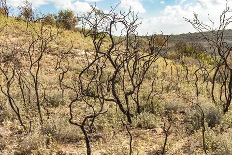 Powerful image of a scorched tree after a forest fire in the Cyprus mountains Stock Photos