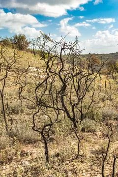 Powerful image of a scorched tree after a forest fire in the Cyprus mountains Foto stock