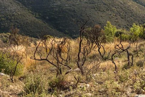 Powerful image of a scorched tree after a forest fire in the Cyprus mountains Stock Photos