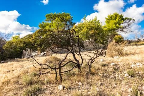 Powerful image of a scorched tree after a forest fire in the Cyprus mountains Stock-Fotos