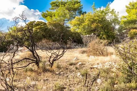 Powerful image of a scorched tree after a forest fire in the Cyprus mountains Stock Photos