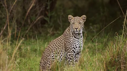 Powerful leopard with beautiful markings and spots sitting peacefully in Stock Footage 250070240