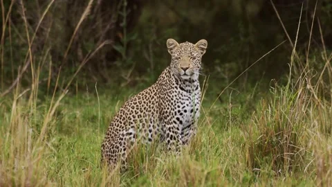 Powerful leopard with beautiful markings sitting peacefully in tall grass, Video stock 246504156
