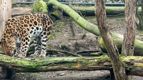 A powerful leopard nervously walks and looks for something to eat. 4K. Stock Footage 233276341