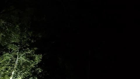 A powerful light sweeps and illuminates the trees in the forest at night Stock Footage 210754844