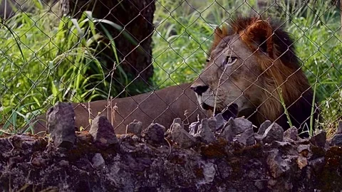Powerful Lion Roaming Inside Zoo Enclosure With Regal Presence Stock Footage 312658895