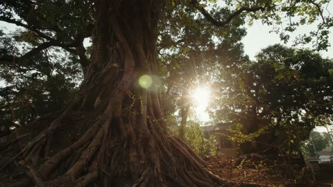 Powerful long roots around a large tree at dawn illuminated by the morning sun Stock Footage 246917782