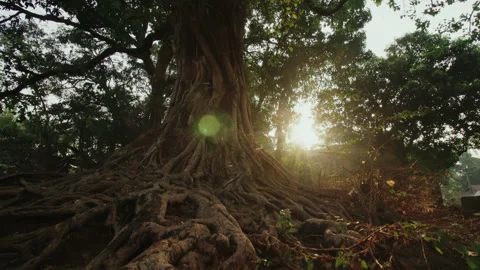 Powerful long roots around a large tree at dawn illuminated by the morning sun Vidéo 257700984